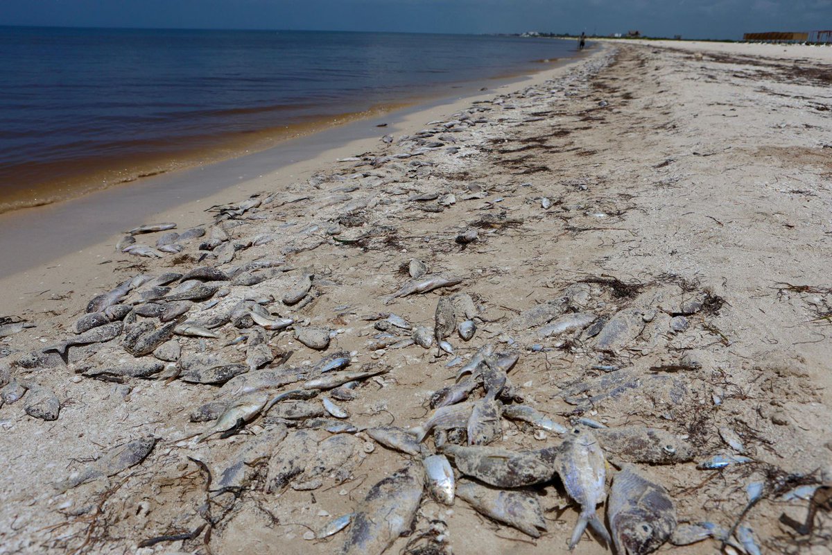 #HazRuido tweet media