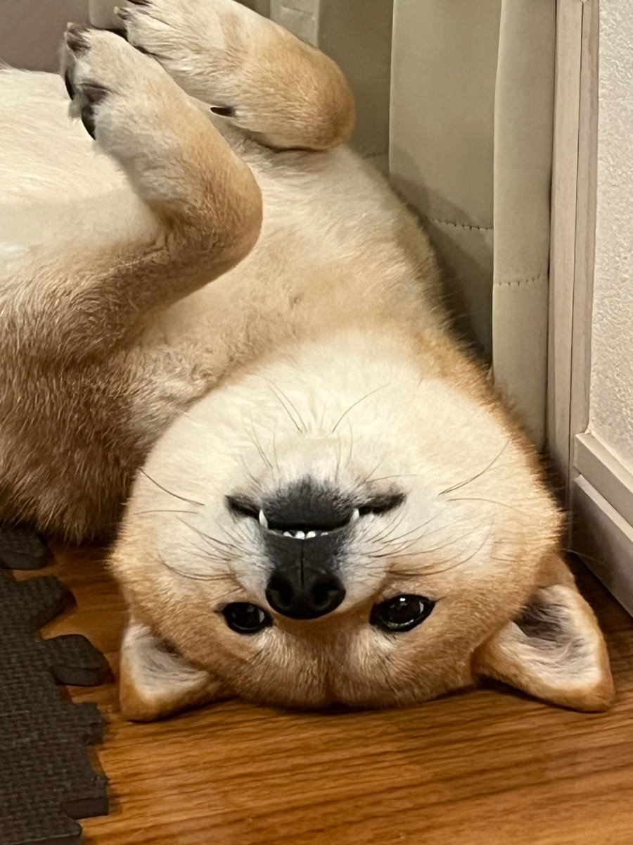 IntegrityEigo's tweet photo. 「完成まであとどれくらいかかる？」は、「いつ終わらせられるの？」と和文和訳し、「When can you finish it?」で。いかに簡単な英文にするか、です。
#英会話　#柴犬

＊本文の内容と写真/動画は一切関係ありません。 https://t.co/qnDsqutx9i