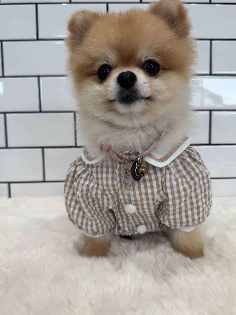 ぽんちゃん ぽんちゃん (@ponchan_0321) • Instagram photos and videos