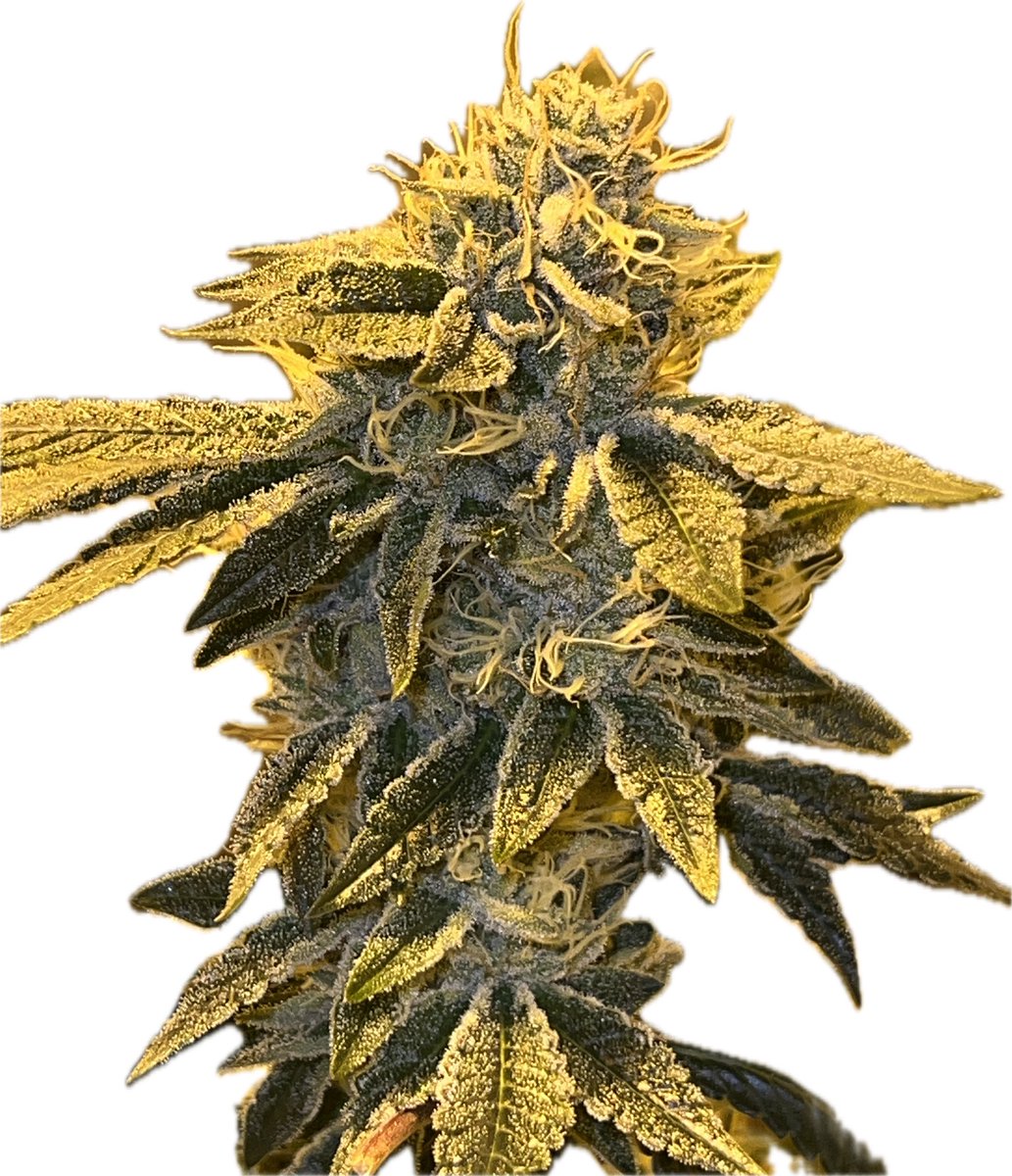 The Enlightened Voice (@enlightenedvoic) on Twitter photo Pheno #3 is something special 🤤🤤
#homegrow #cannnabiscommunity #WeedTwitter #mmemberville #oldlinereserve Pheno #3 is something special 🤤🤤
#homegrow #cannnabiscommunity #WeedTwitter #mmemberville #oldlinereserve