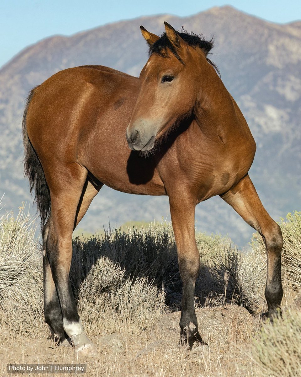 American Wild Horse Conservation tweet media