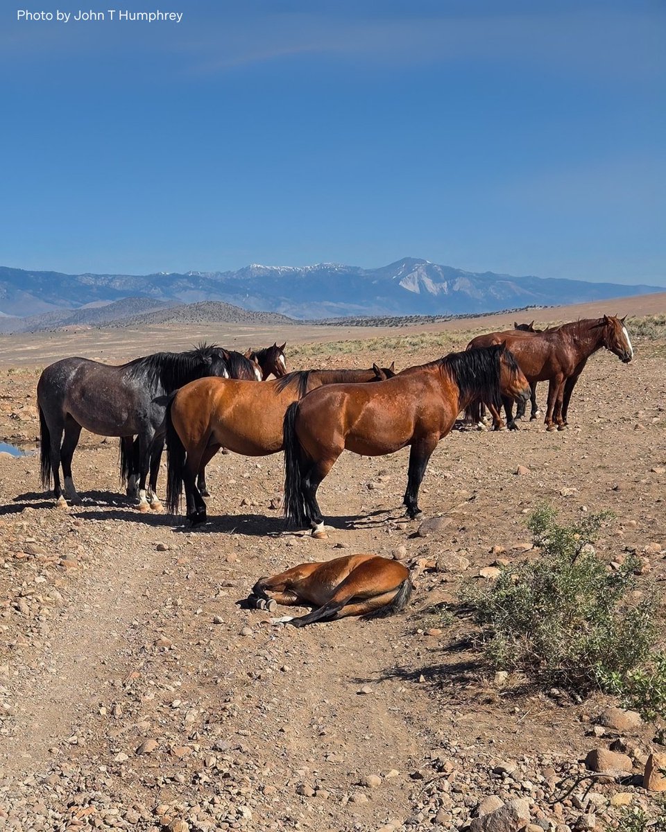 American Wild Horse Conservation tweet media