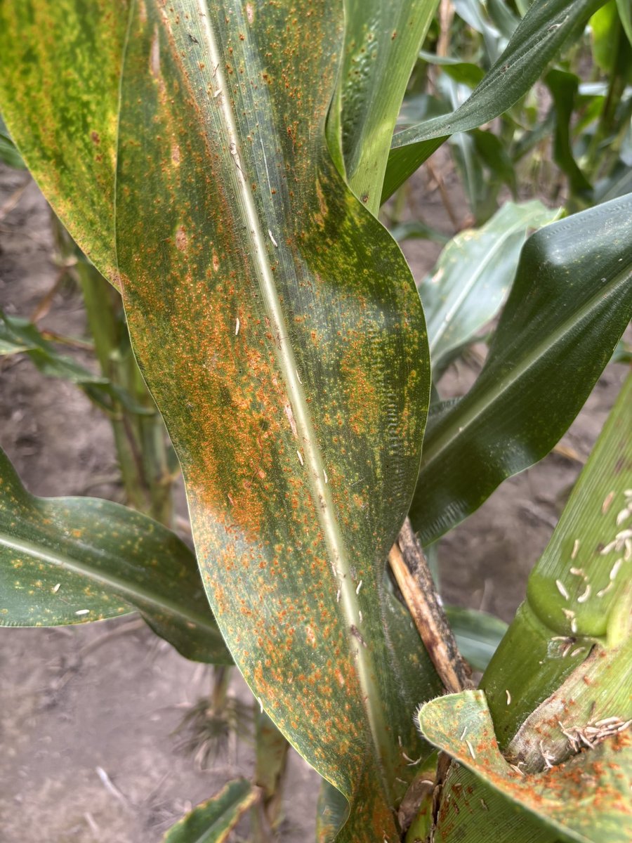 Wayde Looker tweet media