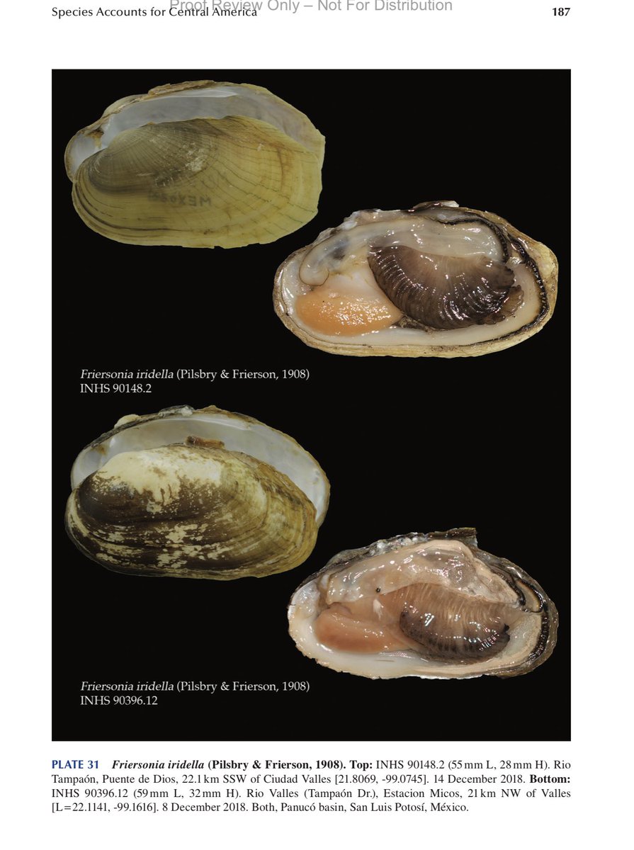 jayhawktiemann's tweet image. New book alert on this #MolluskMonday!

Introducing "Freshwater Mussels of Central America"

Our book describes a fauna of global conservation concern in an understudied area

PS- we're trying to reduced the price &amp;amp; make it open access. Stay tuned!

routledge.com/Freshwater-Mus…