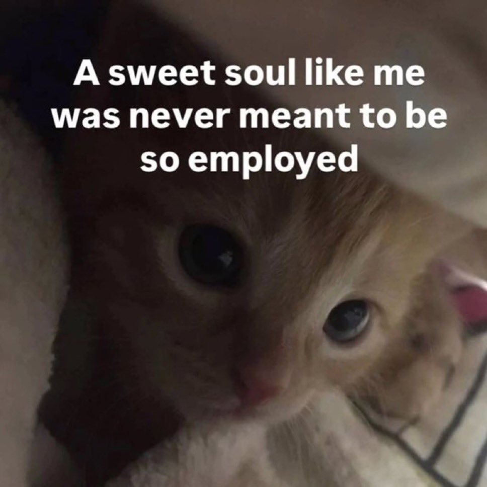 LiterallyMeCats (@literallymecats) on Twitter photo 