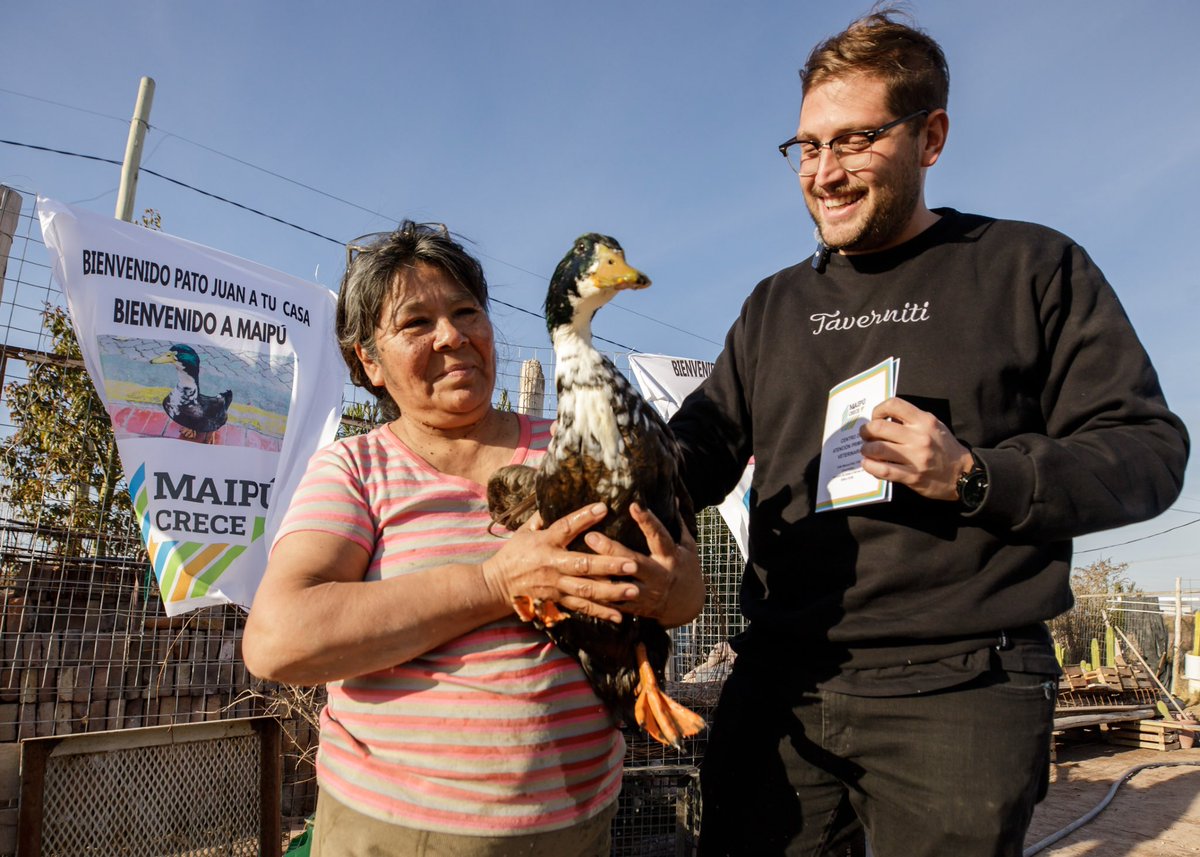MaipuMunicipio's tweet photo. 🦆 El Pato Juan ya es vecino de Maipú.

Recibió su carnet sanitario y será atendido en el Centro de Atención Primaria Veterinaria, que garantizará su bienestar con controles y cuidados especiales.  

#MaipúCrece https://t.co/GhWJLoSMDR