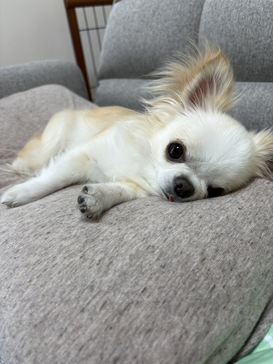 チワワなアルト child_img_1_519118a8b535.jpg