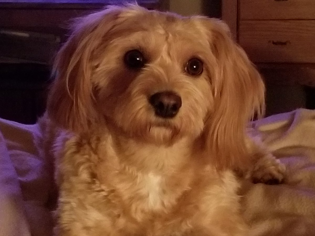 I fall asleep and I'm feeling this tapping on me. I'm semi conscious and the tapping continues. I open my eyes and Ellie Mae is 2 inches from my face🤦She wants a snack. God she's such a little human and she rules this roost. Course look at that face. It's hard to say no💕