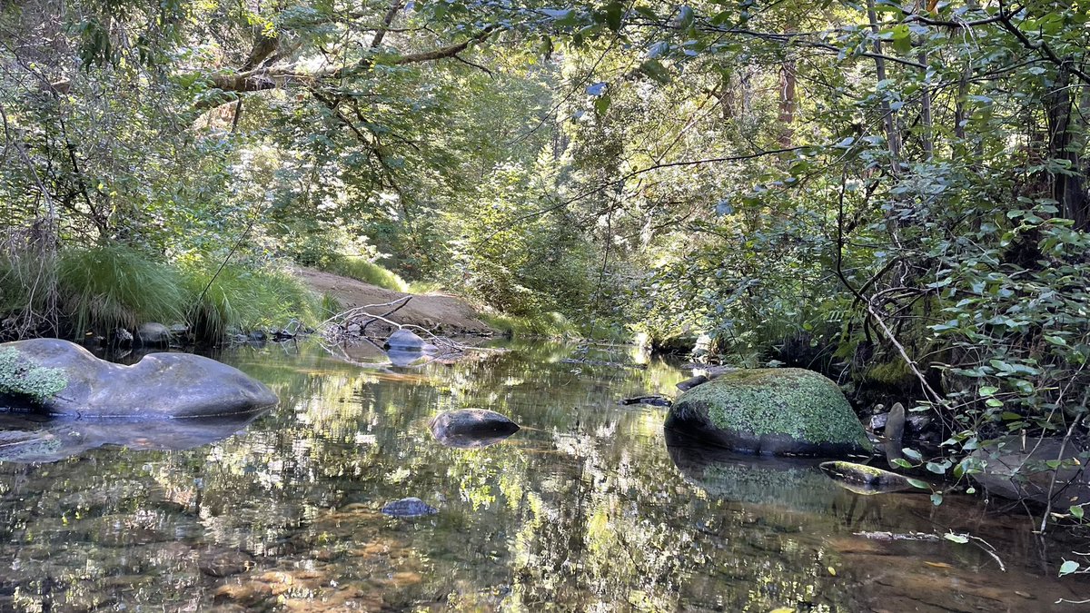 Chellynnart's tweet photo. Painted en plein air for the first time while I was at my camping trip with my friends in the Portola Redwoods! 🌿
#enpleinair #enpleinairpainting #art #camping #adventure #chellynnart #artist #redwoods #creek #tree #summer #august2025 #returntoreality #outside #painting #acrylic https://t.co/of3w9enwHq