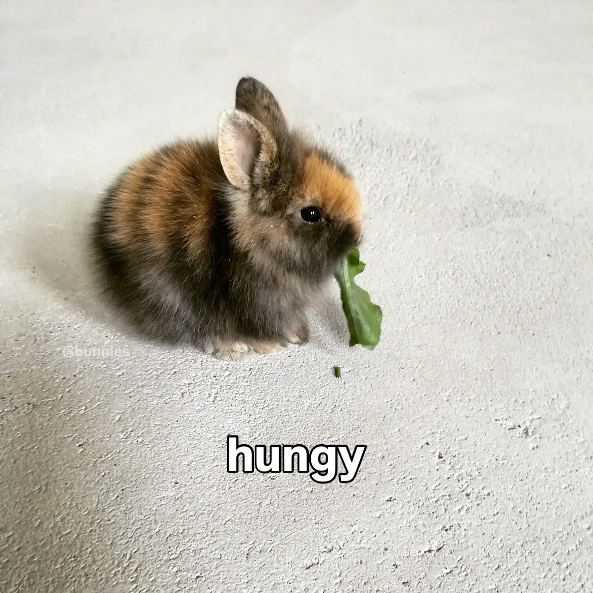 Bunnies's tweet image. 