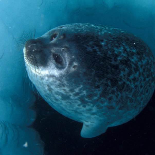 the mysterious and nonchalant seal: