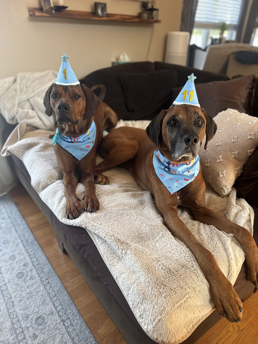 PawsAtHome's tweet image. When a client shares an amazing milestone pic with you, you have to share that with everyone 😊 
Wishing the happiest of birthdays (1 &amp;amp; 11) to the bestest boys 🎂🐾