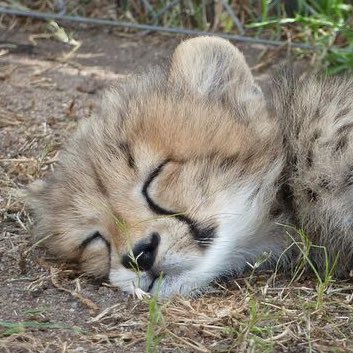 marklopsemangka's tweet photo. animal                                                real life https://t.co/RATyxe16Zg