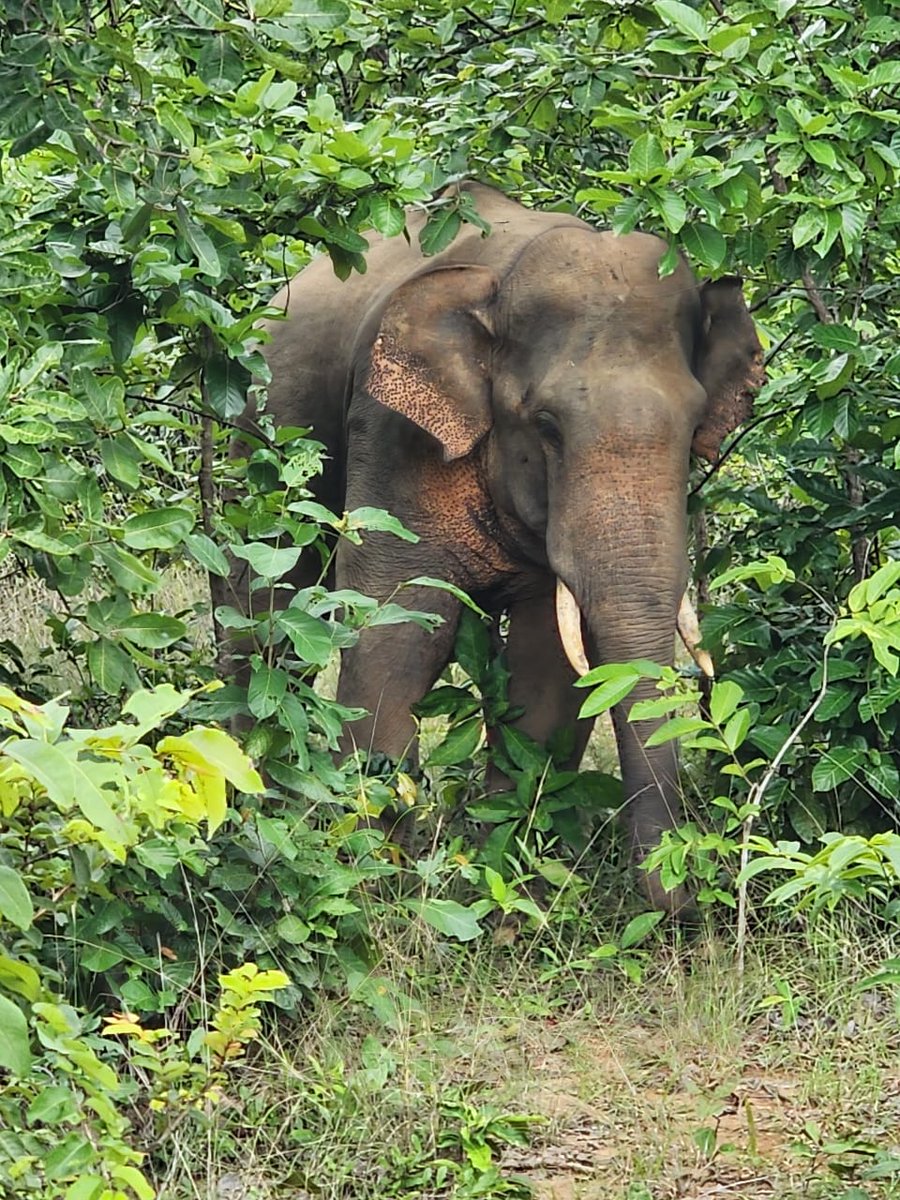 nv_odisha's tweet photo. 🦣🐘’re not invading—👥’re shrinking their 🌏.  
India’s heritage animal, the #elephant, isn’t at war with 👥—it’s searching for survival.  
@biswajitmohanty’s view on
@OT_2005 👇 https://t.co/XgxtHeu9iK
@byadavbjp @sunitanar @Sangita4eles @RandeepHooda @Vantara_RF @ForestDeptt https://t.co/7707U0fcyI