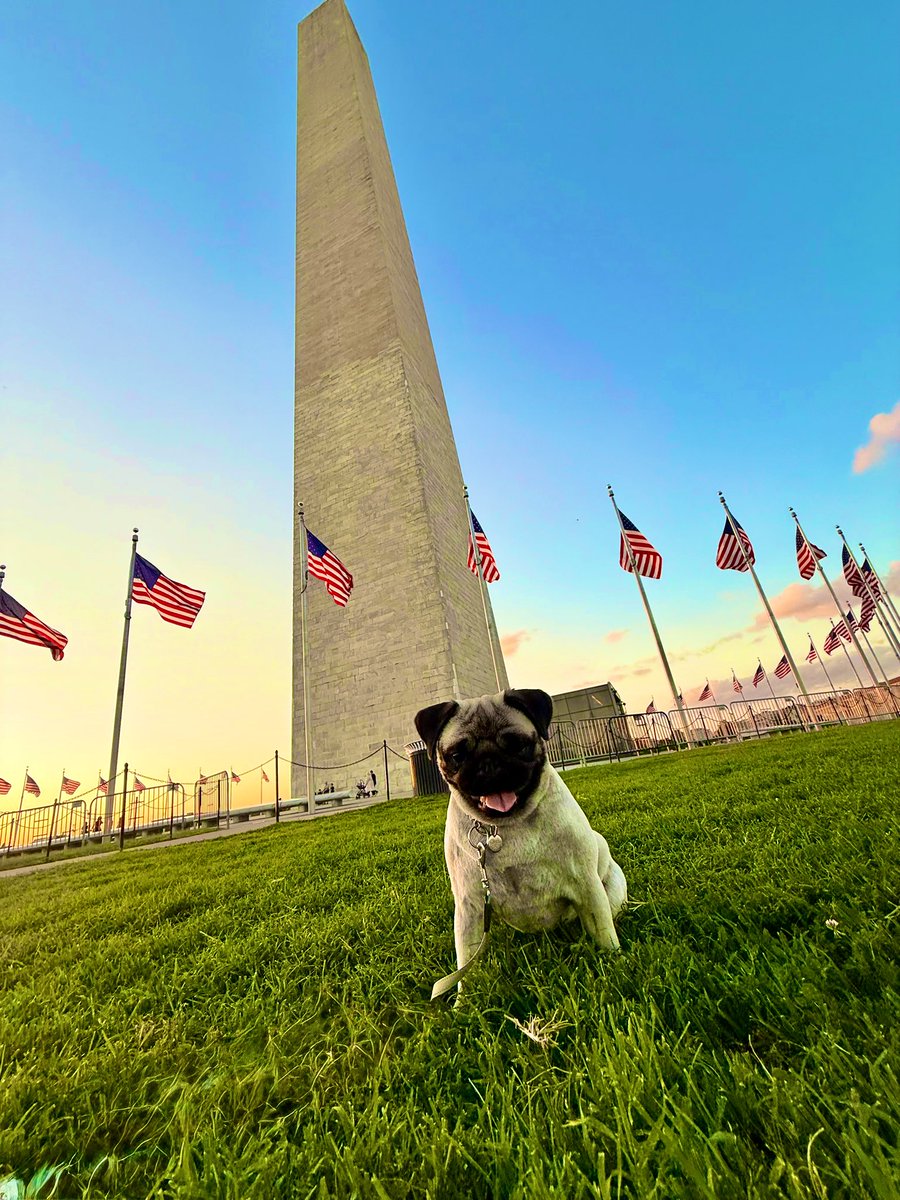 Our sweet Coco is happy that President Trump is going to make Washington, D.C. safe, clean &amp; beautiful again.