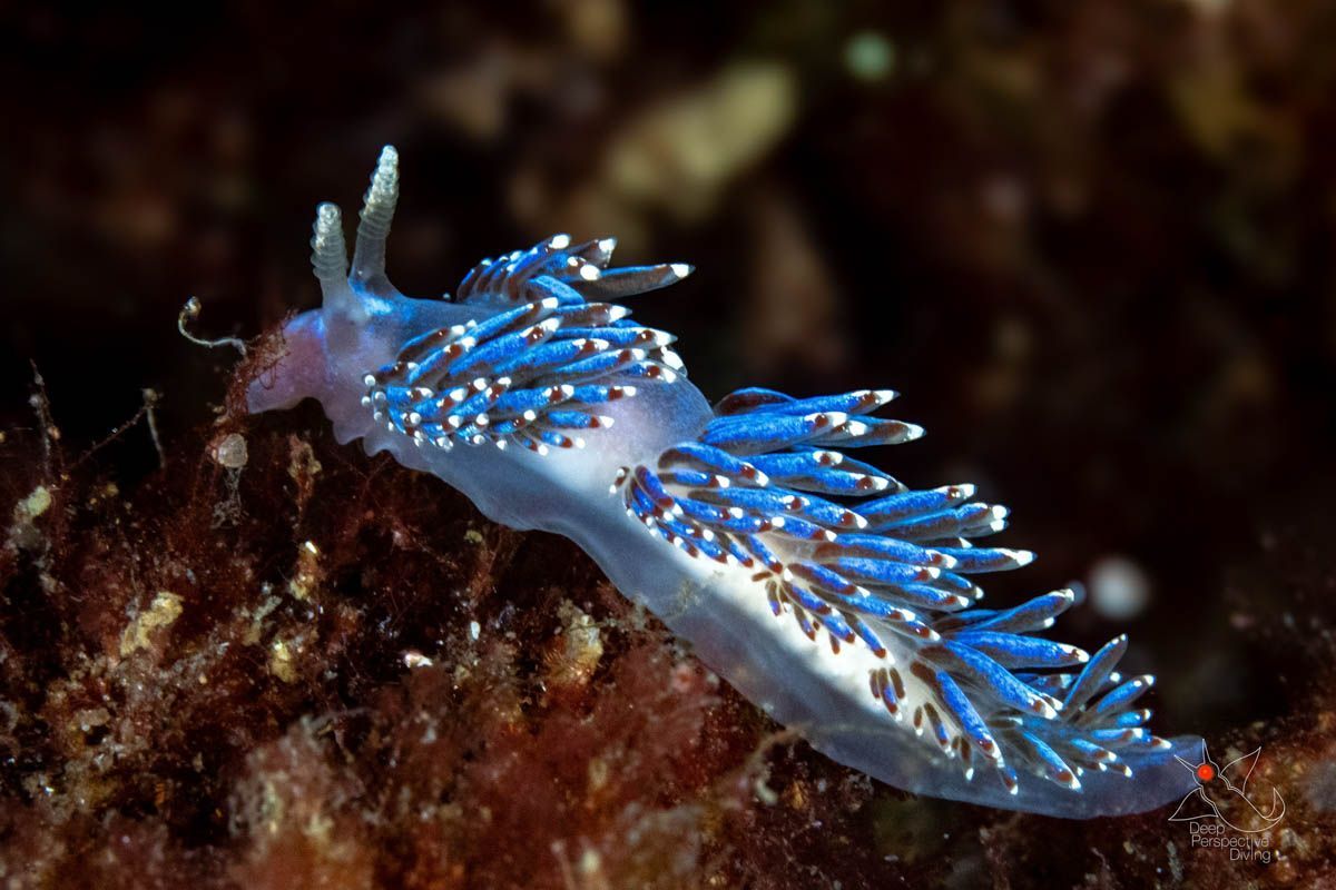 "Bluey, my new favorite Nova Scotia Nudibranch"

📸 Wayne T Joy 
📍 Near Northwest Cove, Nova Scotia, #Canada 🇨🇦

Excellent picture, thanks for sharing ❤️ 🤿