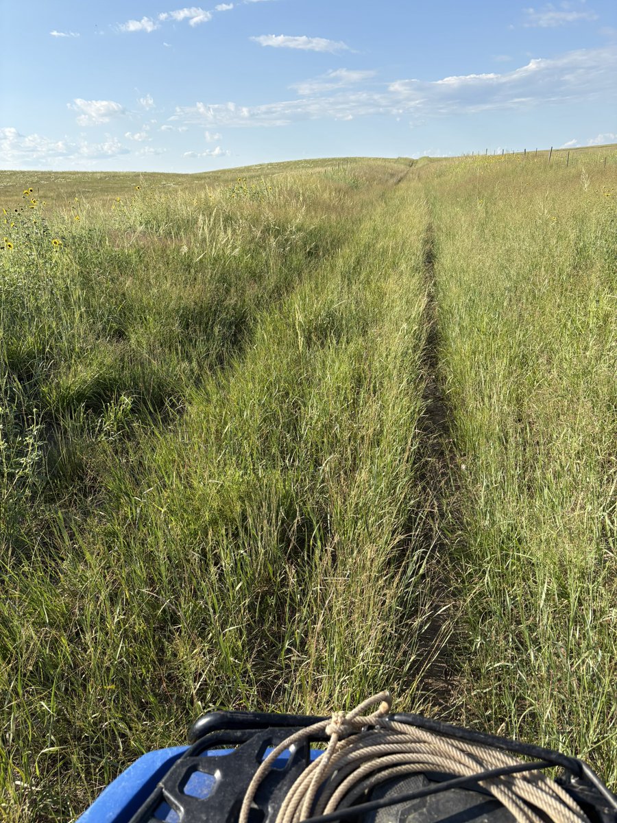 Logan Pribbeno ✌️ (@nebraskero) on Twitter photo We’ve got more grass than we know what to do with it. 
And 2.5” on it last night. 
Feels good to be a bit overstaffed and under stocked for a change. We’ve got more grass than we know what to do with it. 
And 2.5” on it last night. 
Feels good to be a bit overstaffed and under stocked for a change.