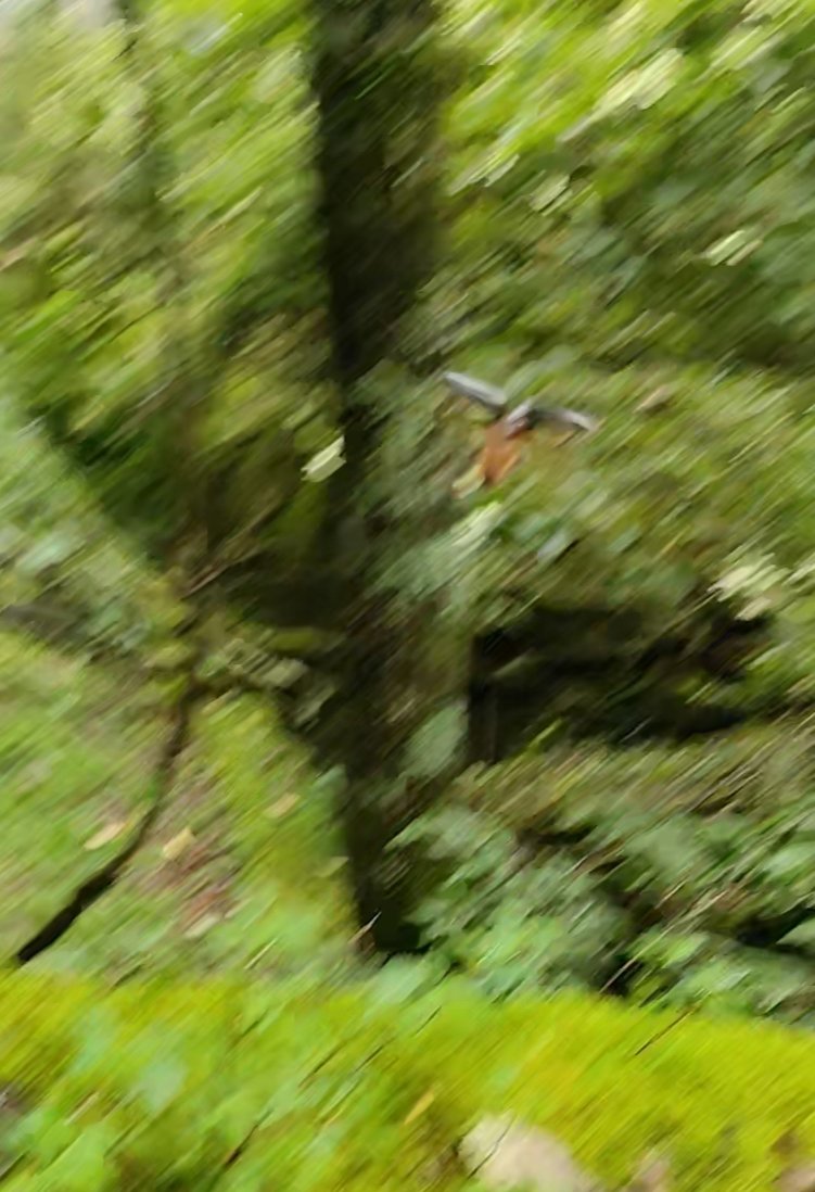 ノコギリカミキリ？🦟