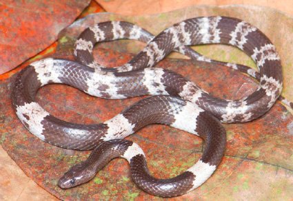 Zootaxa's tweet photo. A new limestone-associated species of wolf #snake in the #Lycodon #fasciatus complex (#Squamata: #Serpentes: #Colubridae) from central #Vietnam
#taxonomy
#newspecies
https://t.co/hCOcvUnRWz https://t.co/Ir7mTUO2TB