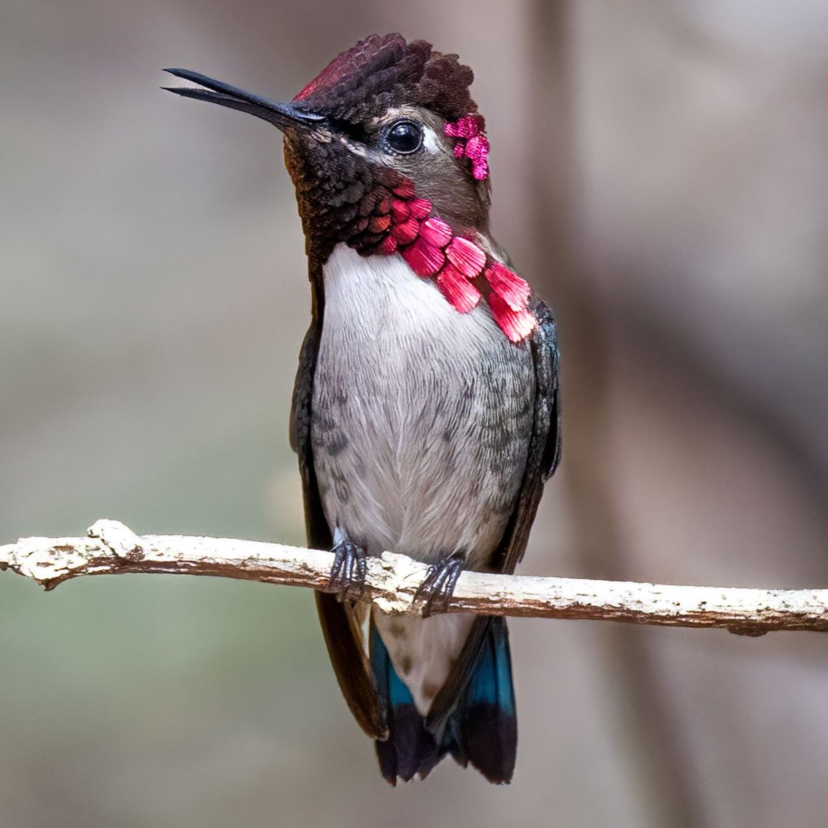 silentsnaps's tweet photo. The tiny Bee Hummingbird — the world’s smallest bird — flitting gracefully in its natural habitat, proving that even the tiniest creatures can be breathtaking wonders. 💚🌿
#BeeHummingbird #WildlifePhotography #NatureLovers #BirdsOfTheWorld #BirdPhotography #Ornithology #BirdsOfInstagram #BackyardBirding #BirdWatching #WildlifePerfection #FeatheredFriends #BirdBrilliance #NaturePhotography #AvianBeauty #TinyButMightyAsk
