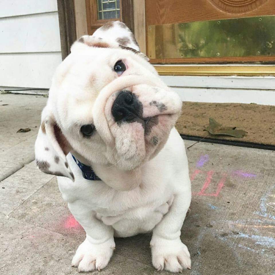 MaleBulldogs's tweet image. ⚽️⚽️Girls Soccer starts the ‘25 season off with a 9-1 WIN over Butler on the road.  Great work ladies.  
#DawgLife