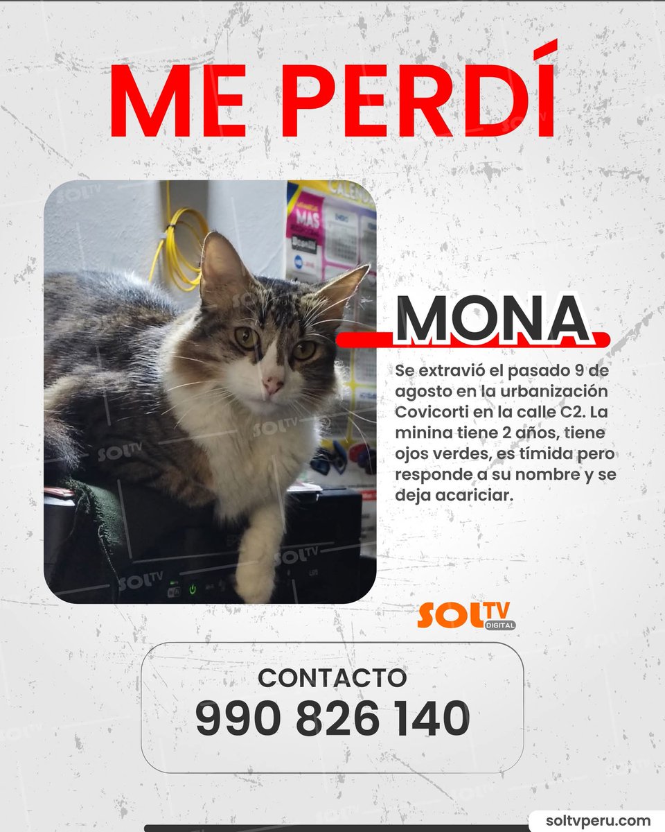 CandyQueenbabe's tweet photo. Se ha perdido está gatita, es una gatita mansa, responde al nombre de Mona y es muy peludita. Por favor, ayúdame a compartir o a llegar a medios de difusión :"( #Trujillo #Peru https://t.co/CbOCmZx6zJ