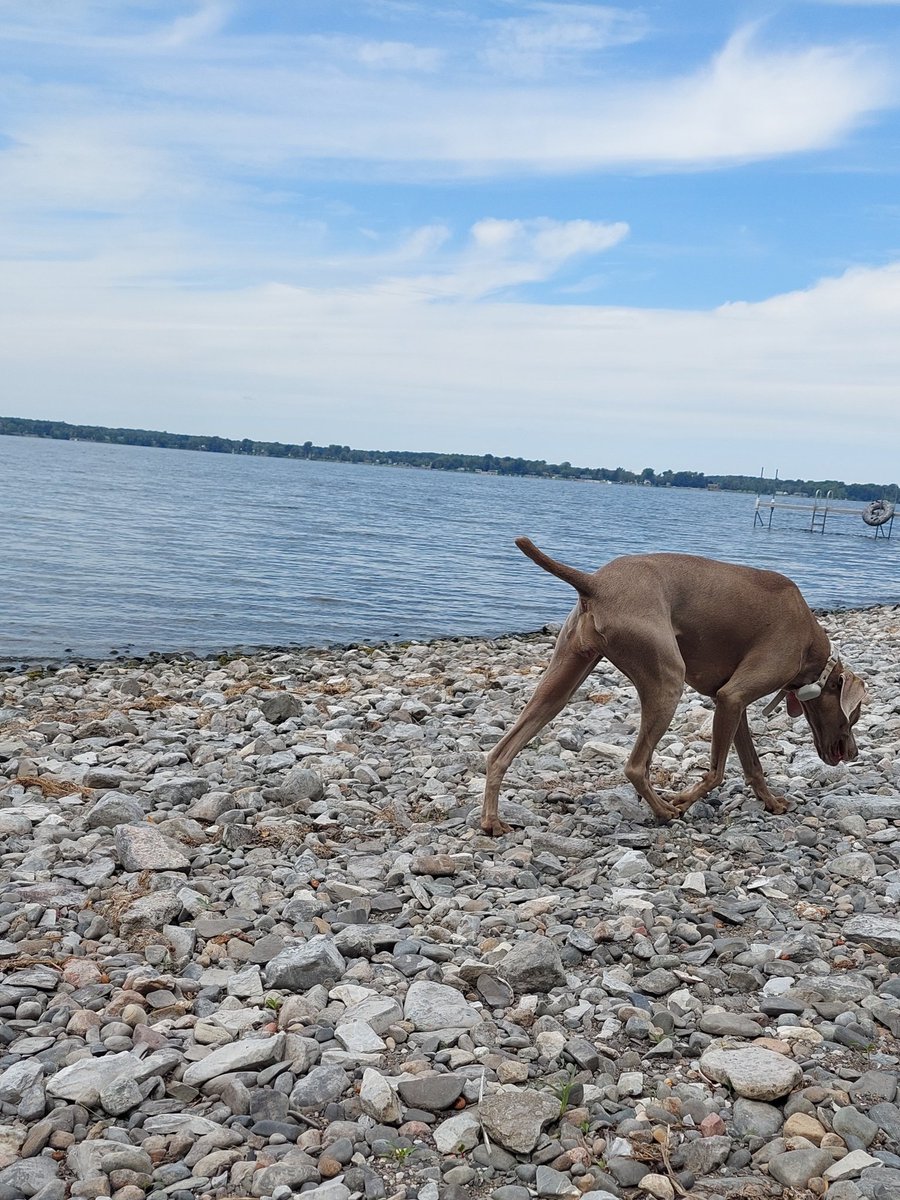 Liadain Weimaraners tweet media