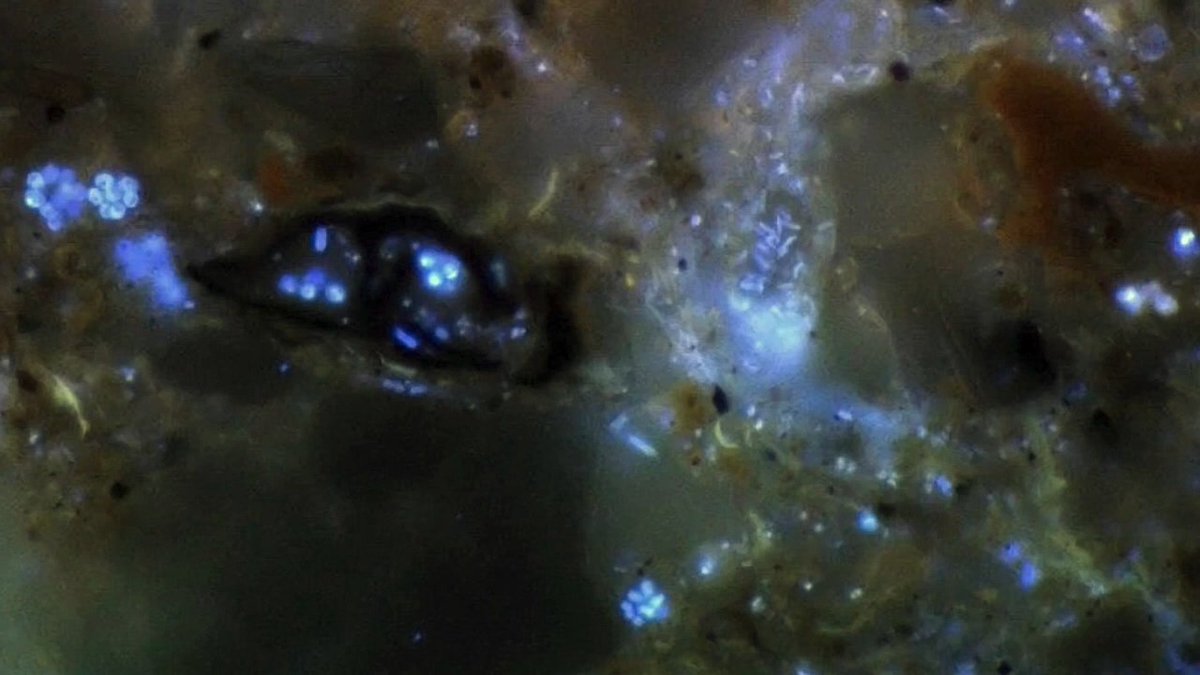 SoilsWest (@soilswest) on Twitter photo #Soil is one of the most biologically diverse habitats on Earth. Do you know the difference between macrofauna, mesofauna, microfauna and microflora? Well now you do: soilqualityknowledgebase.org.au/soil-biologica… #soilbiology #NationalScienceWeek <a href="/MurdochUni/">Murdoch University</a> #Soil is one of the most biologically diverse habitats on Earth. Do you know the difference between macrofauna, mesofauna, microfauna and microflora? Well now you do: soilqualityknowledgebase.org.au/soil-biologica… #soilbiology #NationalScienceWeek <a href="/MurdochUni/">Murdoch University</a>