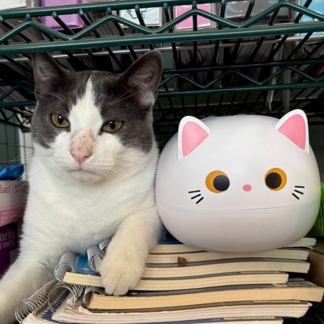 CalgaryHumane's tweet photo. π¨ Dry Cat Food Needed π¨
Our Pet Food Bank is running low! Donate new or opened bags, any brand, any size to help keep cats healthy and at home with the people who love them ππ±
#CalgaryPets #CatFoodDrive #PetFoodBank #HelpCatsInNeed https://t.co/Z12Rd80Tnu