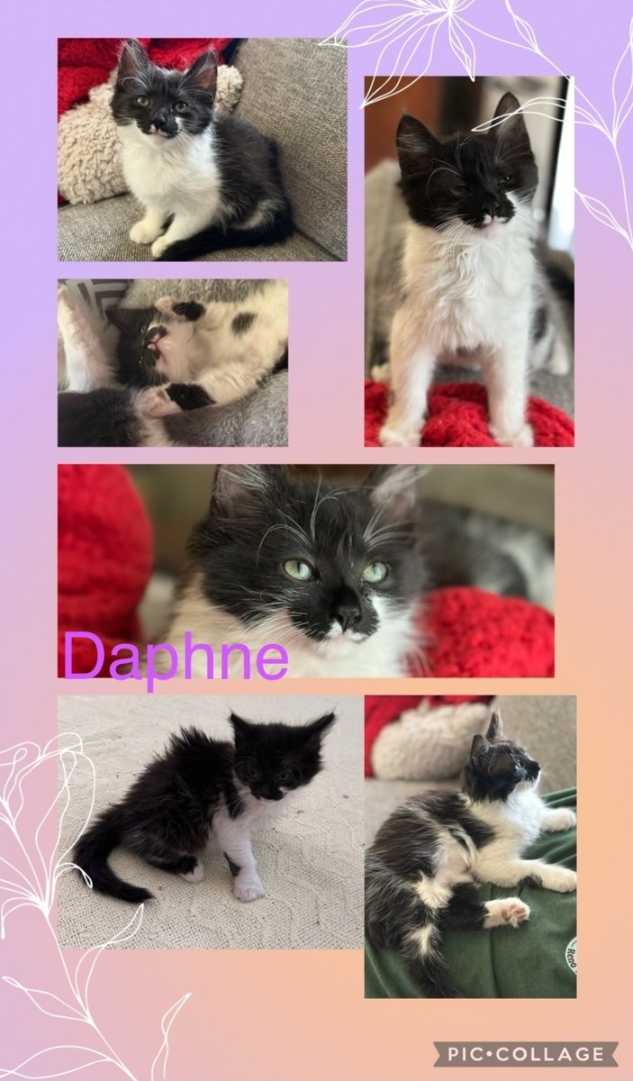 IBRescue's tweet photo. 🥰Adopted!!🥰
Daphne and her new mom were love at first sight. The minute she got into her lap Daphne was happy as can be, a perfect match!
#gotchaday #fureverhome #catadoptions #mondaymeows https://t.co/aSrih9LJ7x