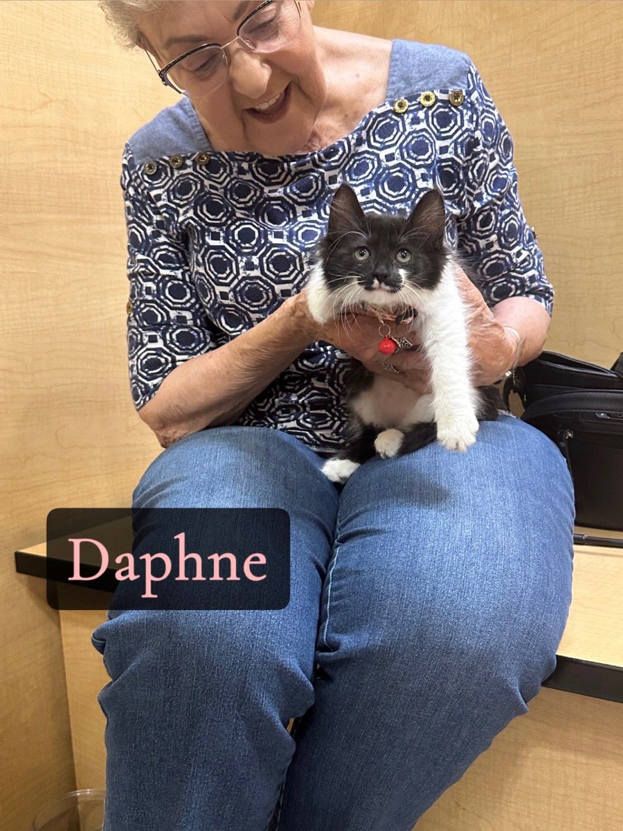 IBRescue's tweet photo. 🥰Adopted!!🥰
Daphne and her new mom were love at first sight. The minute she got into her lap Daphne was happy as can be, a perfect match!
#gotchaday #fureverhome #catadoptions #mondaymeows https://t.co/aSrih9LJ7x