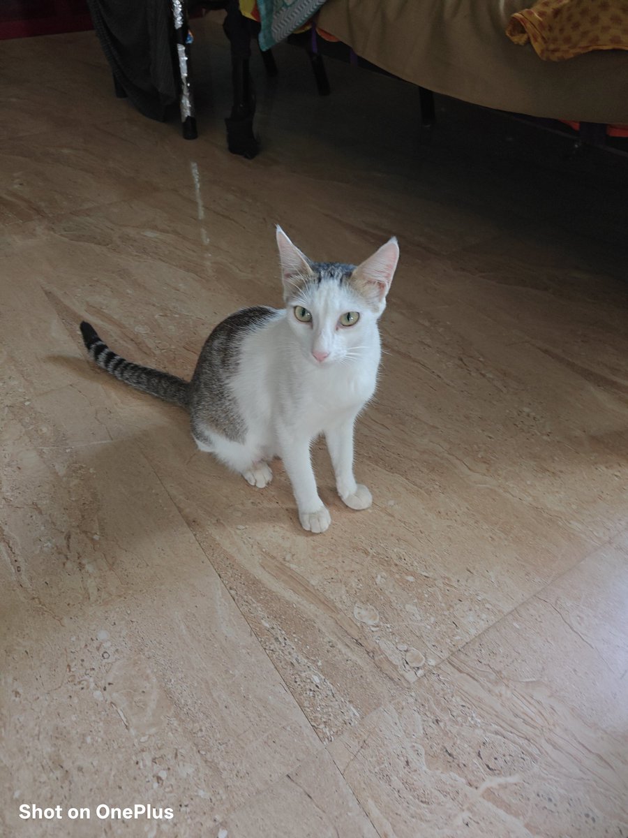 Praveen95_twits's tweet image. Good Morning 🌄😸😺😺😼😼🐈🐈🐈 Kittens 🥰😻😸😸 and their mom 😼😼🐈🐈
#GoodMorningEveryone 
#GoodVibesTwitterWorld 
#CatsLover 
#Kittens