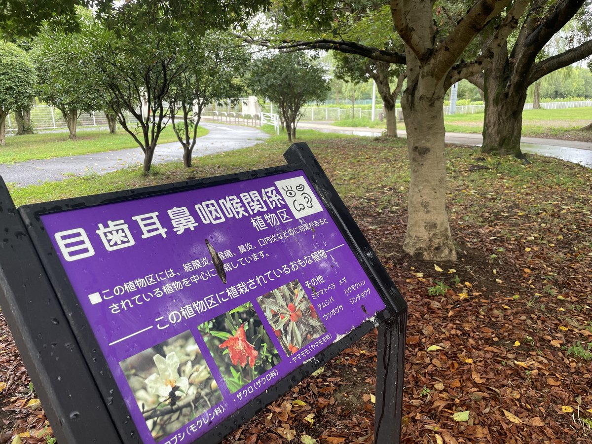 県民福祉村を訪れました。

目歯耳鼻咽喉関係植物区という珍しいエリアがありました。口内炎に効く植物が植わっているそうですよ🧐

#Midori #自然 #公園 #アウトドア #自然情報ポータルサイト