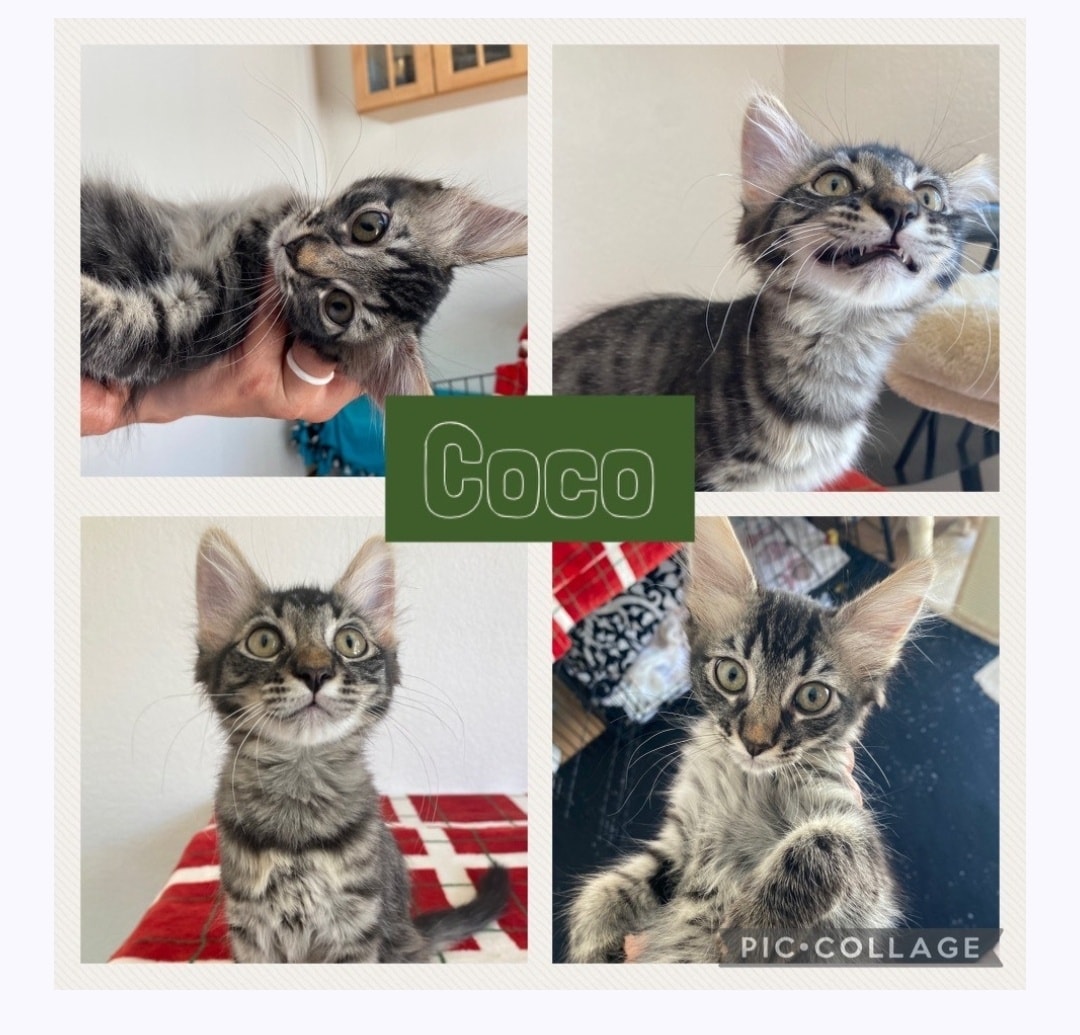 IBRescue's tweet photo. 🥰Adopted!!🥰
Coco is just smitten with her new human sister! They came to visit with our kitties at Petsmart, and Coco was a great fit.
#gotchaday #fureverhome #catadoptions #mondaymeows https://t.co/9JGfHyD2I8