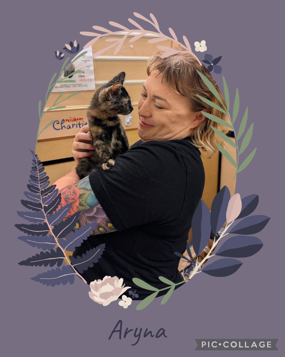 IBRescue's tweet photo. 🥰Adopted!!🥰
Aryna found her new fam! She'll get lots of love from her new momma as she works from home & will have a doggie brother!
#gotchaday #fureverhome #catadoptions #mondaymeows https://t.co/3Apa0B0ujC