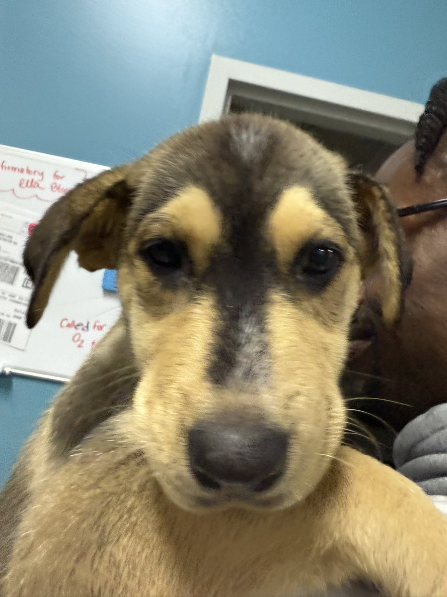 ArvssRescue's tweet photo. #ARVSS picked up some new kids this last weekend! They will be at #DragQueenBingo with @blbreeze14 on 13Sep at NOON @lakelouiebeers https://t.co/g8KR7xUnQk
