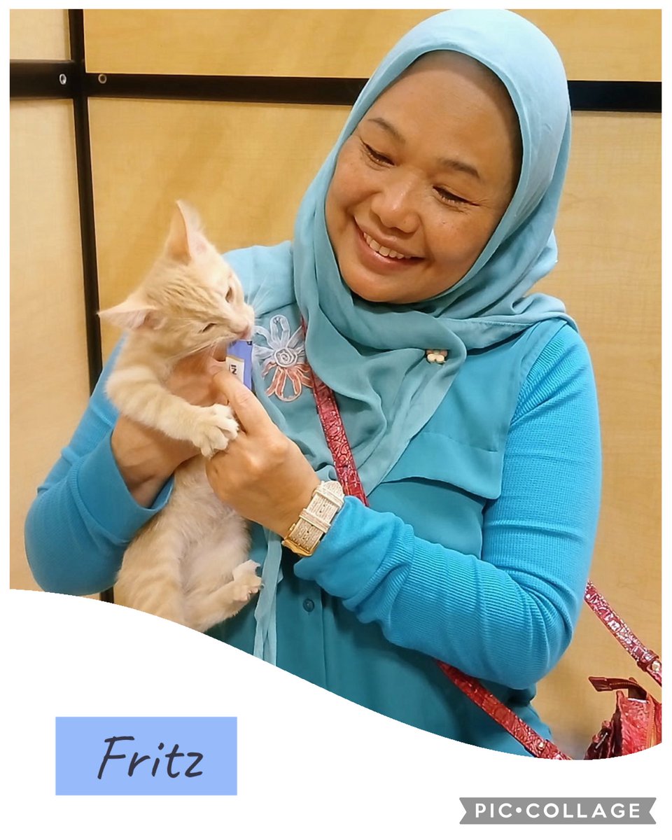 IBRescue's tweet photo. 🥰Adopted!!🥰
Fritz was the last one of his litter to get adopted but it was worth the wait! He is already getting spoiled by his new Mom.
#gotchaday #fureverhome #catadoptions #mondaymeows https://t.co/7Mh4P7XzFn