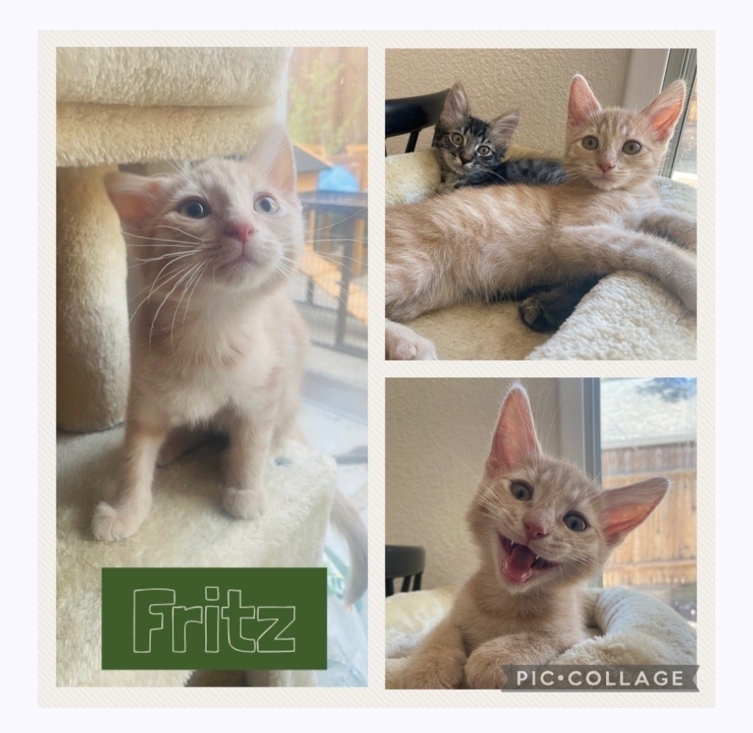 IBRescue's tweet photo. 🥰Adopted!!🥰
Fritz was the last one of his litter to get adopted but it was worth the wait! He is already getting spoiled by his new Mom.
#gotchaday #fureverhome #catadoptions #mondaymeows https://t.co/7Mh4P7XzFn