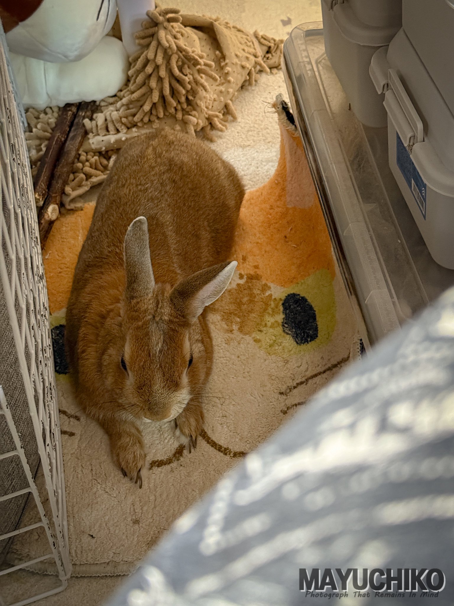 お客様確認ページ　　濃いラベンダー兎ちゃん お客様確認ページ 濃いラベンダー兎ちゃん お客様確認ページ