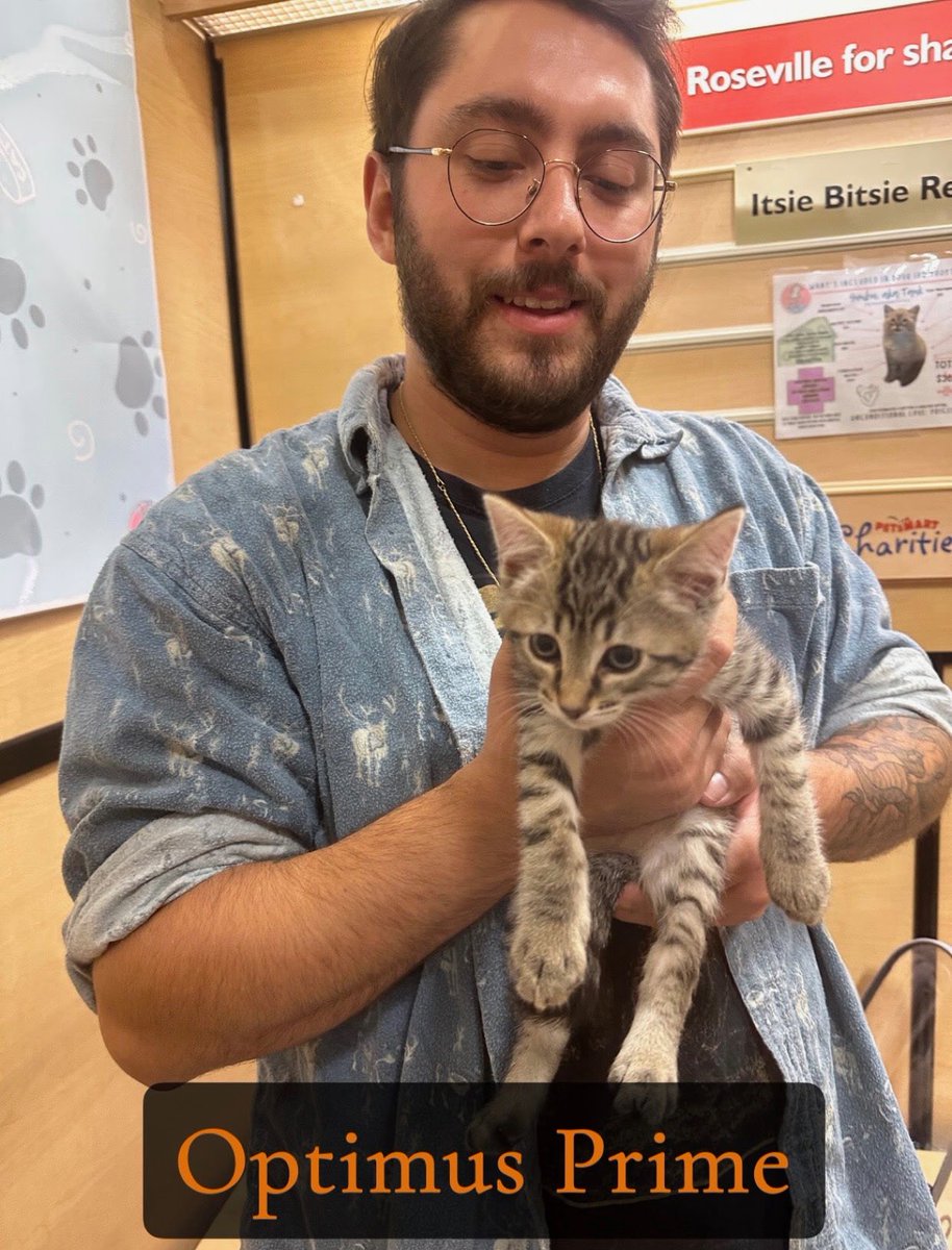 IBRescue's tweet photo. 🥰Adopted!!🥰
Optimus Prime was a pre-adopt but his dad loves him so much he wanted to show him off to us all and get his own photo too!
#gotchaday #fureverhome #catadoptions #mondaymeows https://t.co/8YxievRCTU