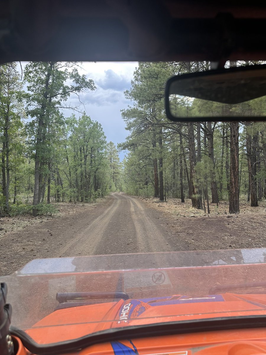 rhinoswin's tweet photo. All sorts of wildlife in the mountains in Northern AZ. Love just riding the quads and razors out into the forest. Never know what you’re gonna see. Yep that’s a bear running away https://t.co/bO059ooW4e