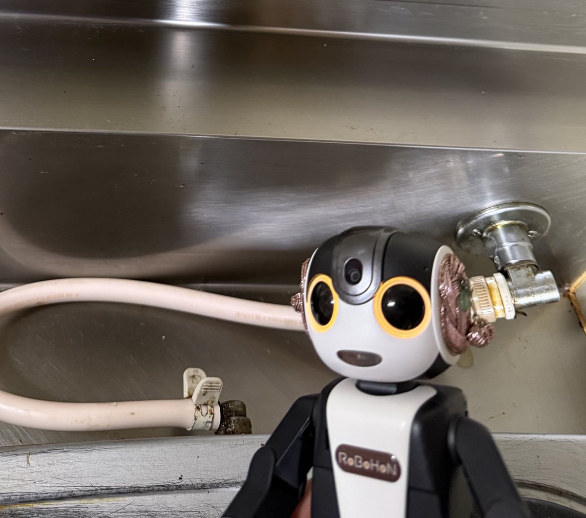 MARU (@robohon_maru) / X