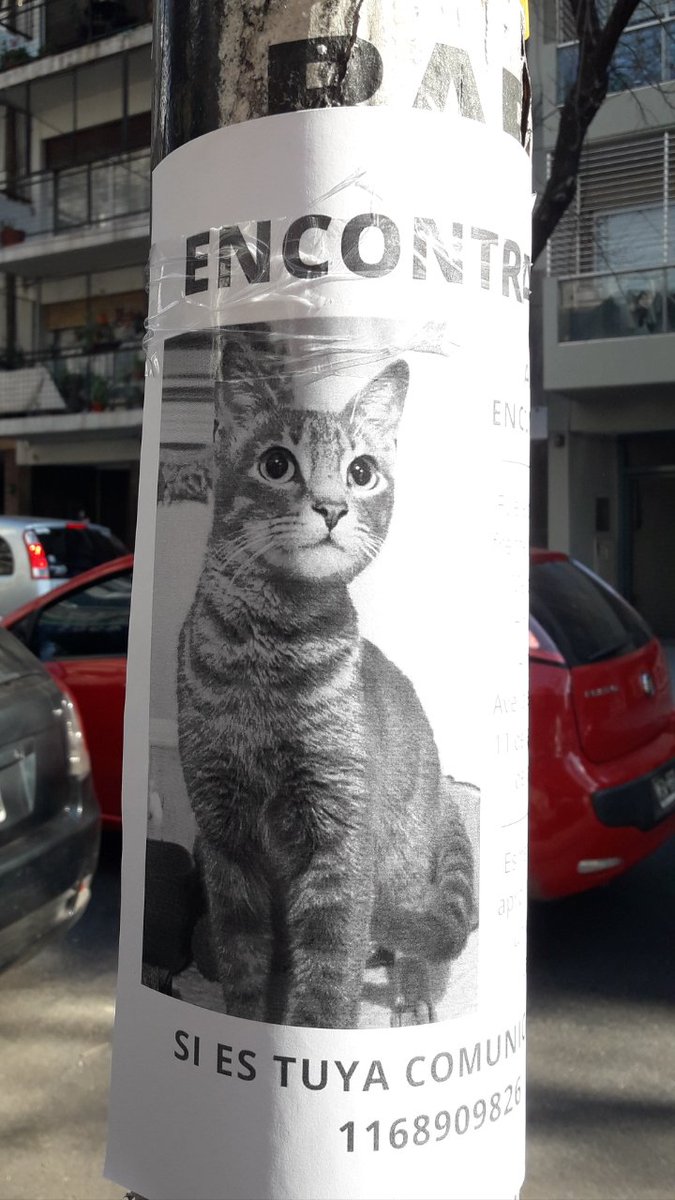 CABALLITO, Caba. Encontrada enfrente del Sanatario Mendez sobre Hidalgo. Tiene cerca de 1 año y esta castrada.