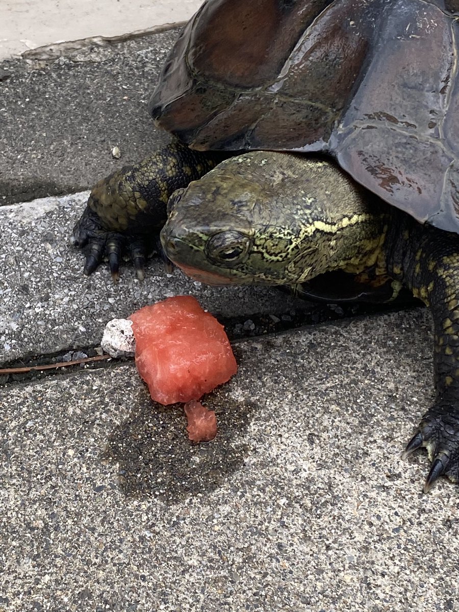 かわいいーーー🐢

指を目の前に差し出すと噛もうとしてくるんだが、戯れなのか、食べようとしてるのか、どれほどの強さで噛もうとしてるのかがわからなすぎて、噛ませられない。