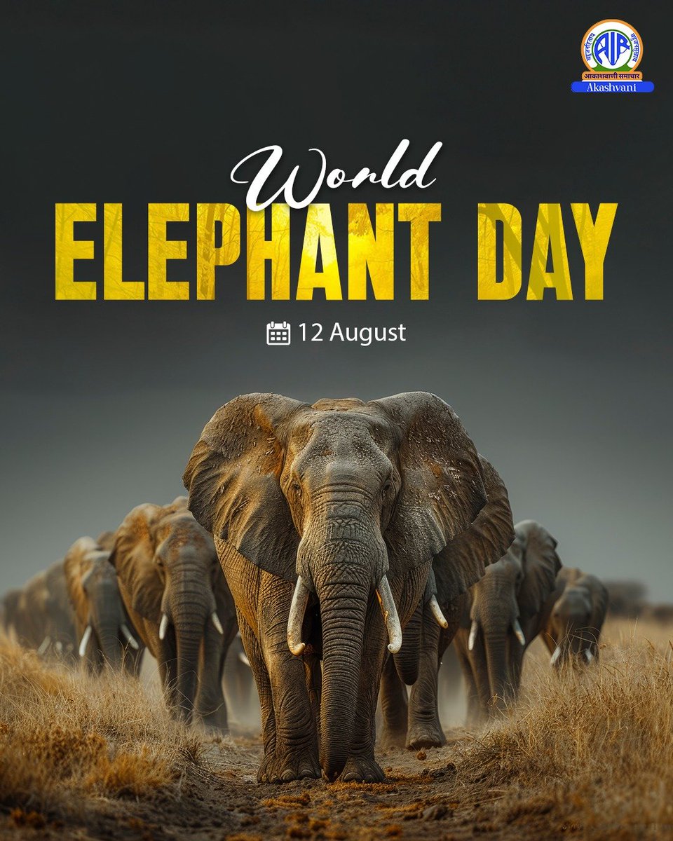 airnewsalerts's tweet image. Today is #WorldElephantDay, celebrated annually on Aug 12 to protect and preserve these magnificent creatures. 

The national celebration for 2025 is being held in Coimbatore, #TamilNadu.
