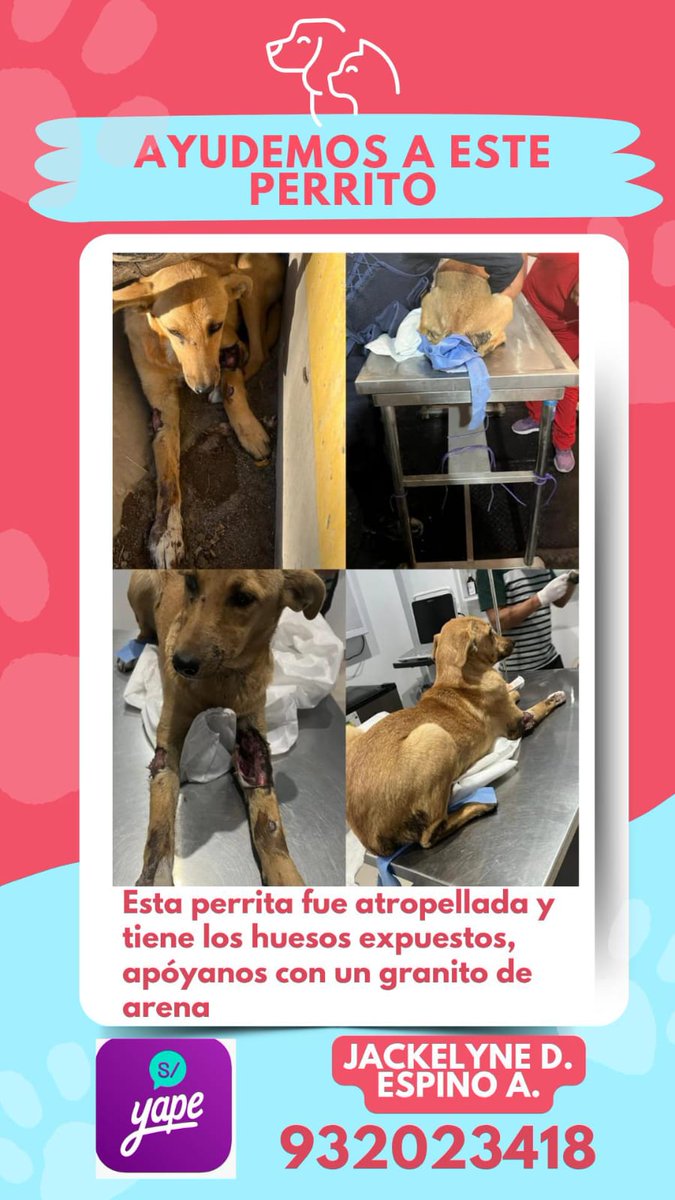 MendKari's tweet photo. Rescatamos a este perrito que había sido atropellado y botado a una cuneta, tiene los huesos expuestos y está recibiendo atención médico veterinario,  por lo que requerimos la ayuda de ustedes para los gastos,  cualquiera ayuda suma, también el compartir está publicación https://t.co/NRQLZkrl5N