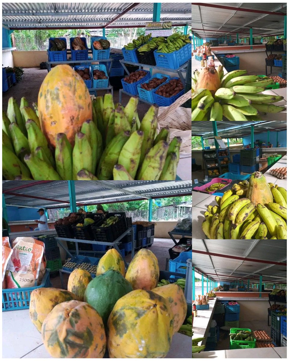 Ministerio de la Agricultura de Cuba (@minagcuba) on Twitter photo Cada tarde queda abastecido el Mercado Agropecuario de La Empresa Agropecuaria La Cuba para la venta de variados productos a la población avileña. #LaLuchaNoHaCesado,seguimos #SinPerderUnDía desde la #AgriculturaCubana <a href="/YdaelB/">Ydael Pérez Brito</a> <a href="/RamnMonte1/">José Ramón Monteagudo Ruiz</a> <a href="/LuisMonteroMus1/">Luis Montero Mustelier</a> Cada tarde queda abastecido el Mercado Agropecuario de La Empresa Agropecuaria La Cuba para la venta de variados productos a la población avileña. #LaLuchaNoHaCesado,seguimos #SinPerderUnDía desde la #AgriculturaCubana <a href="/YdaelB/">Ydael Pérez Brito</a> <a href="/RamnMonte1/">José Ramón Monteagudo Ruiz</a> <a href="/LuisMonteroMus1/">Luis Montero Mustelier</a>