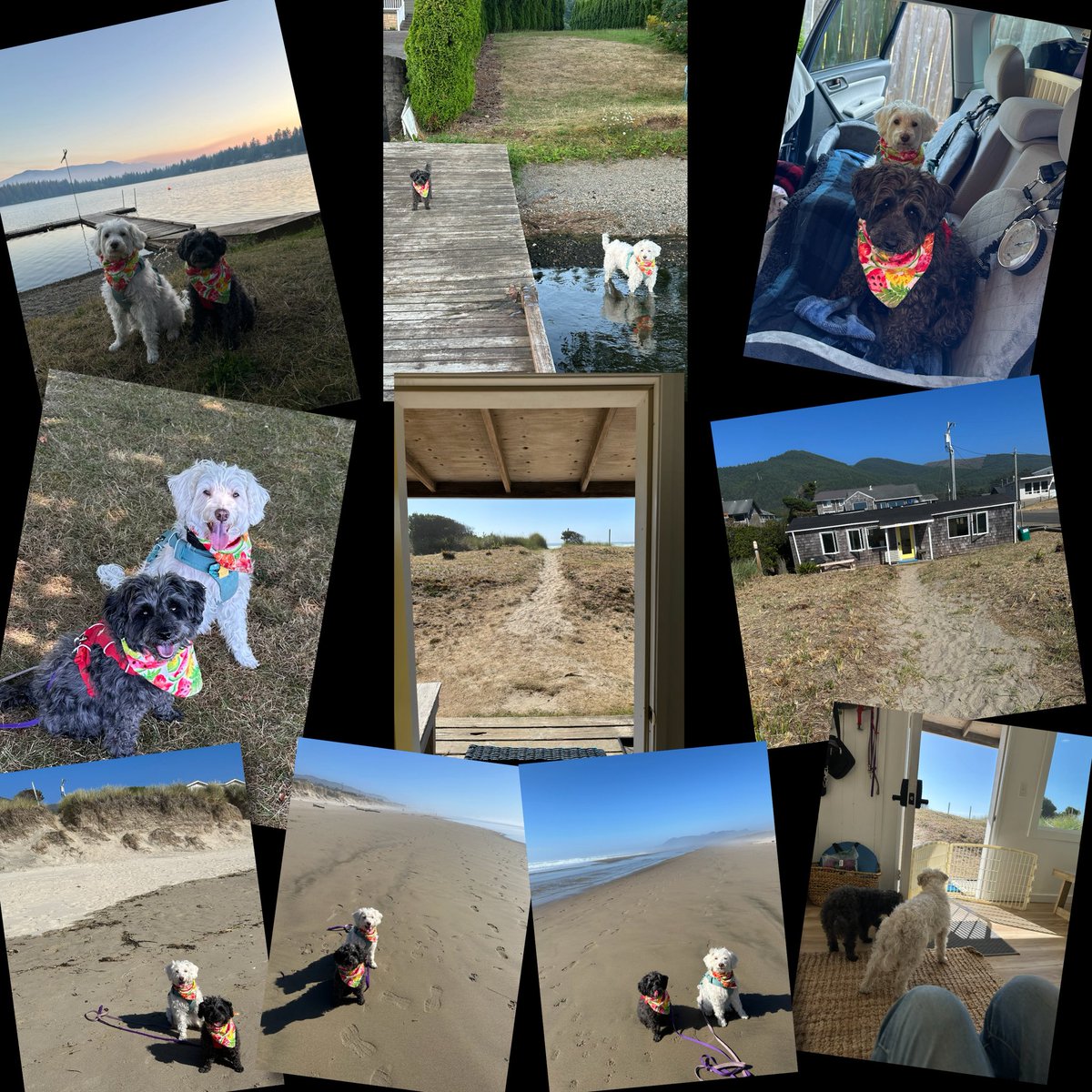 WhidbeyGypsy's tweet photo. Day 4, Zee GirlsโAdventure Photos
We smelled smoke from the Bear Gulch fire at the lake! Zippy likes piers, I like water! โค๏ธZoรซ
๐ #ColumbiaRiver
Our beach bungalow sits right on a dune!
#FrontDoorView
7 miles of beach to bimble on!
#OregonCoast https://t.co/OViMMUuroE
