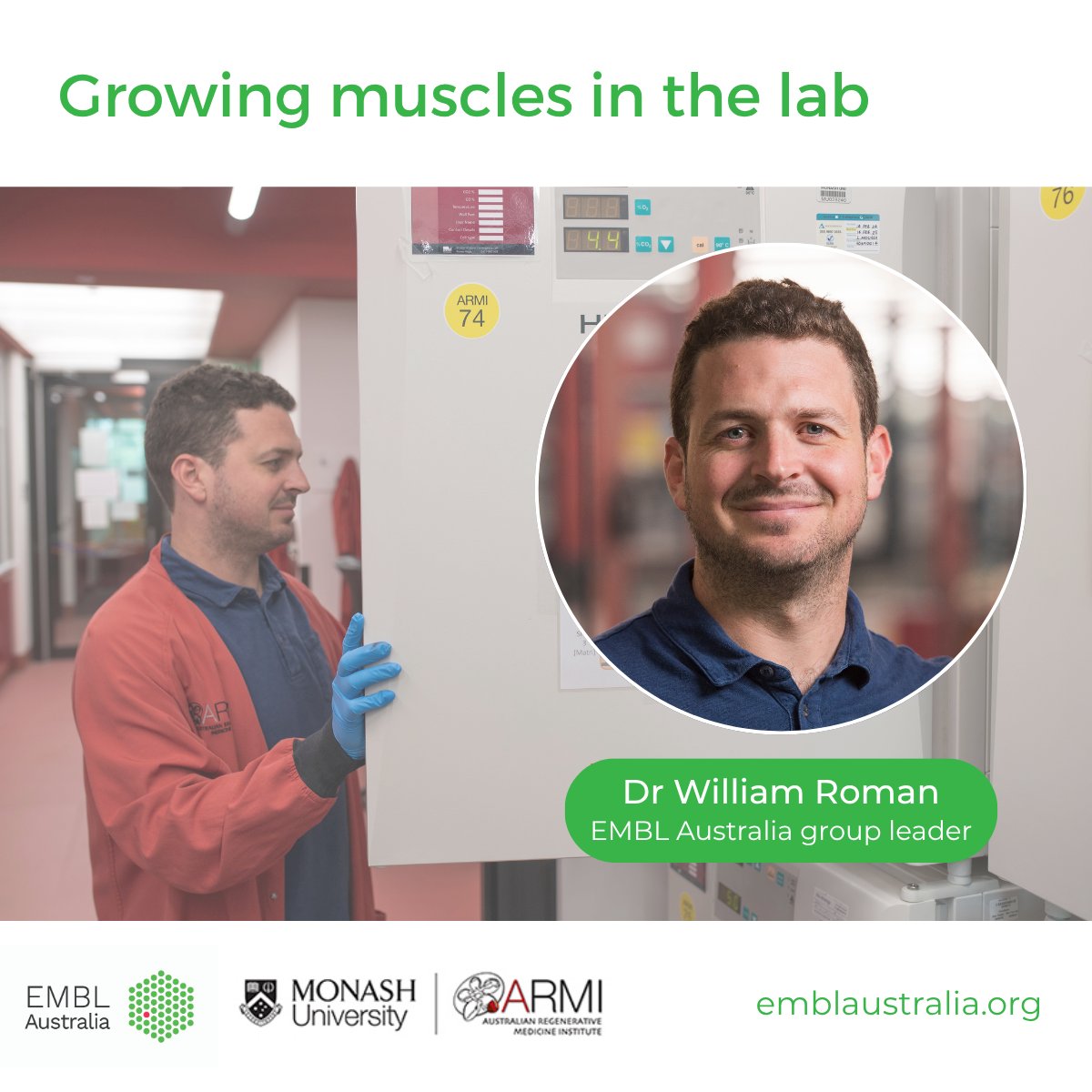 EMBLAustralia's tweet image. Muscles that talk back? 💬💪
Dr @Wi_Roman’s team (@ARMILabs) is growing 'mini-muscles' to study neuron-to-muscle signals - and how disease rewrites that conversation. #MND
🔗 Discover more: bit.ly/4fyxCAy
#ScienceWeek #DecodingTheUniverse