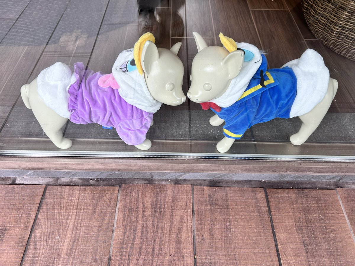 ちょっとちょっと可愛すぎるんだがぁぁぁ